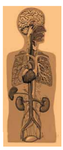 Human body showing adverse effects of tobacco